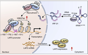 tRF-21LeuTAA 通過(guò)改變谷胱甘肽代謝酶來(lái)促進(jìn)氧化應(yīng)激，從而支持前列腺癌的進(jìn)展 開(kāi)放獲取