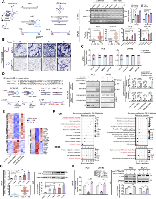 前列腺癌中tRNALeuTAA來源的小RNA tRF-21的鑒定、表征及其靶基因研究