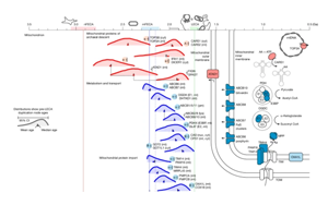 追溯基因復(fù)制時(shí)間揭示真核生物起源的演化藍(lán)圖