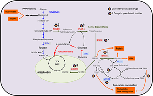 糖酵解來(lái)源的絲氨酸代謝受損是衰老相關(guān)足細(xì)胞損傷的關(guān)鍵驅(qū)動(dòng)因素