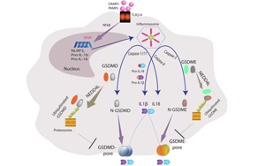 NEDD4L通過(guò)泛素化Gasdermin D/E抑制細(xì)胞焦亡：炎癥調(diào)控的新機(jī)制
