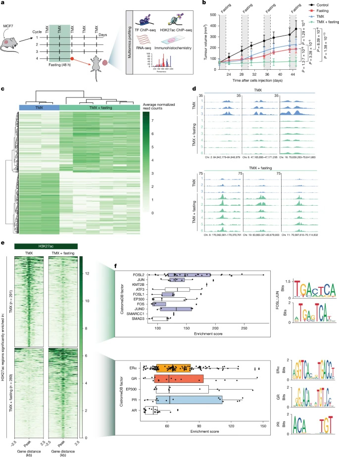 禁食可誘導(dǎo)經(jīng)他莫昔芬處理的異種移植瘤中組蛋白H3K27位乙?；l(fā)生改變