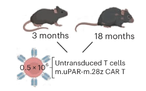 《自然-衰老》：CAR-T療法助力腸道健康