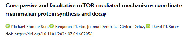 核心被動(dòng)機(jī)制與兼性mTOR介導(dǎo)機(jī)制協(xié)同調(diào)控哺乳動(dòng)物的蛋白質(zhì)合成與降解