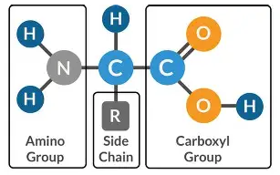 不同組合氨基酸在培養(yǎng)基中的應(yīng)用，一篇講透