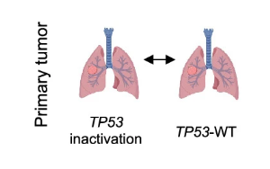《自然遺傳學(xué)》：首次破譯了乳腺癌腦轉(zhuǎn)移的機(jī)制