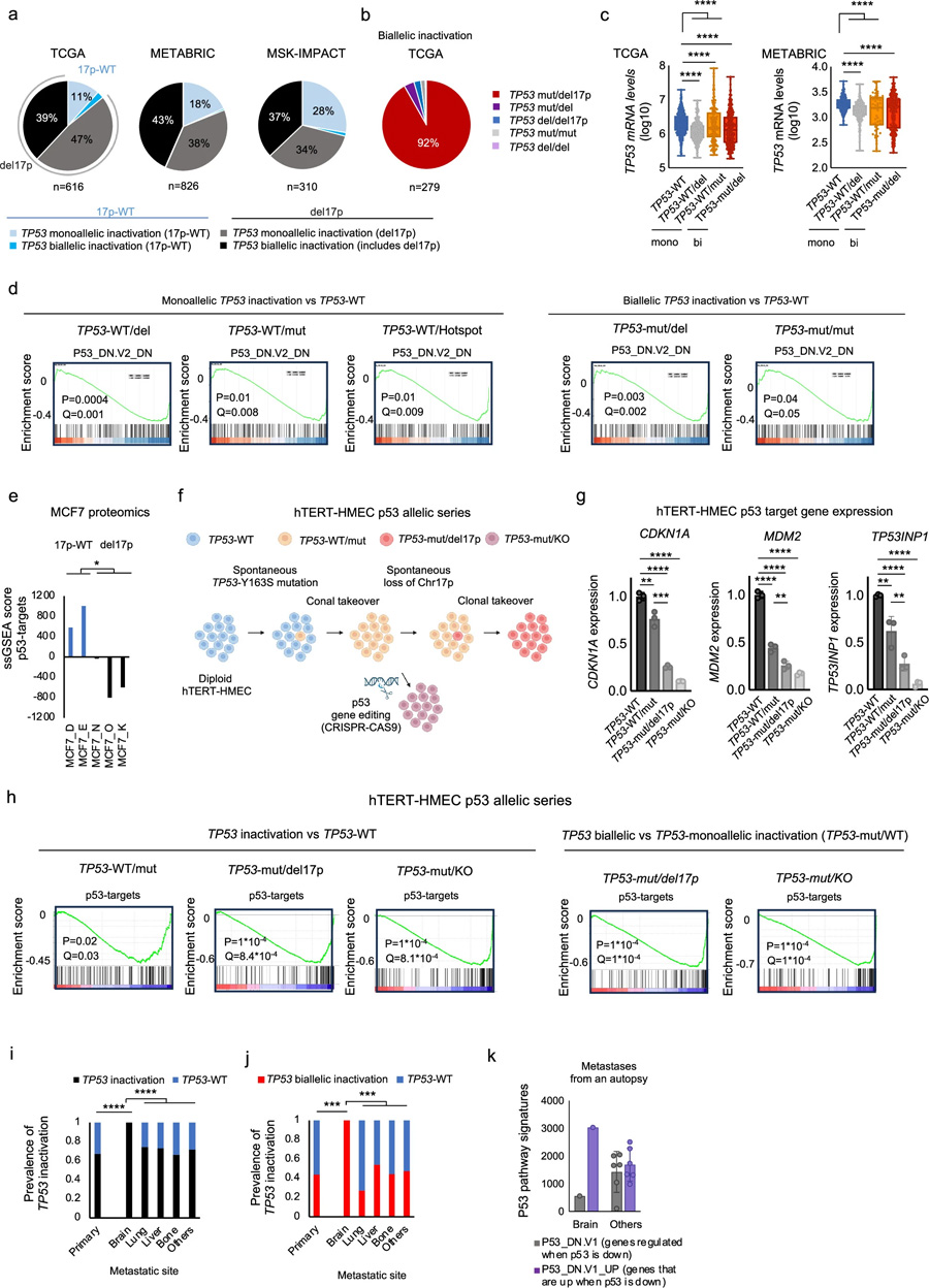 乳腺癌腦轉(zhuǎn)移中TP53基因擾動的臨床數(shù)據(jù)分析 乳腺癌腦轉(zhuǎn)移中TP53基因擾動的臨床數(shù)據(jù)分析