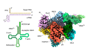 RNA觸發(fā)的Cas12a3通過切割tRNA尾部執(zhí)行細(xì)菌免疫新機(jī)制