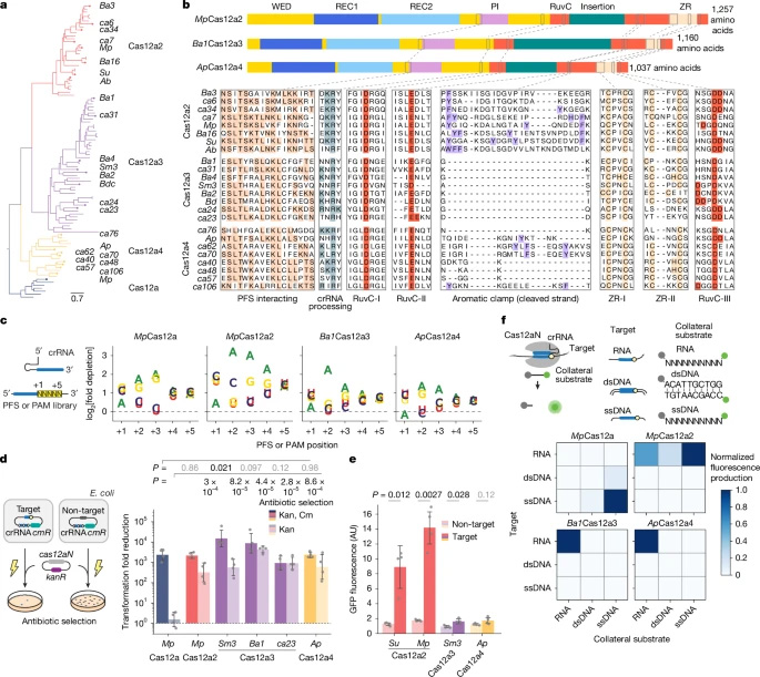 兩個(gè)與V型Cas12a2核酸酶相關(guān)的不同進(jìn)化分支，可被RNA激活并實(shí)現(xiàn)對(duì)RNA（而非DNA）的剪切功能