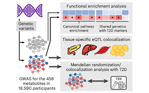 循環(huán)代謝物、遺傳與生活方式因素在2型糖尿病未來風(fēng)險中的綜合作用研究