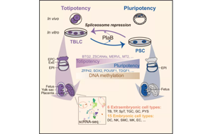 北大科學家發(fā)Cell頂刊：通過剪接體抑制劑可使小鼠產生全能干細胞
