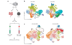 腸道菌群誘導(dǎo)的T細胞可塑性：微生物抗原模擬增強免疫檢查點阻斷療效的新機制