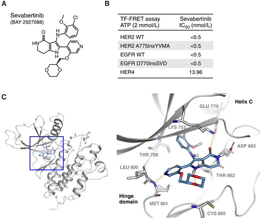 sevabertinib是一種針對(duì)HER2外顯子20插入突變的高效選擇性抑制劑