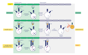 胸腺肽選擇性決定CD8+T細胞功能亞群分化的新機制：β5t肽與非β5t肽通過調(diào)控TCR信號持續(xù)性引導(dǎo)譜系命運