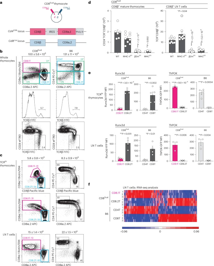 CD8Dual小鼠的表征