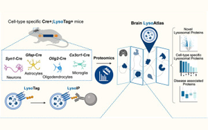 Cell：斯坦福團(tuán)隊首次繪制大腦的溶酶體蛋白圖譜
