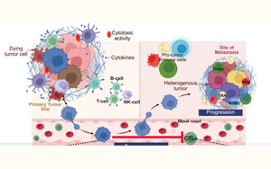 RD3缺失通過重編程脯氨酸代謝導(dǎo)致室性心律失常：神經(jīng)母細(xì)胞瘤譜系可塑性與腫瘤免疫微環(huán)境重塑的核心機(jī)制