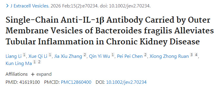 脆弱擬桿菌外膜囊泡遞送單鏈抗IL-1β抗體減輕慢性腎臟病腎小管炎癥 脆弱擬桿菌外膜囊泡遞送單鏈抗IL-1β抗體減輕慢性腎臟病腎小管炎癥