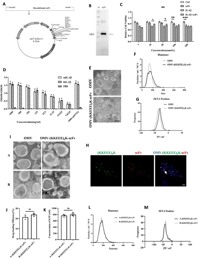 IL-1β單鏈抗體的制備及OMV-(KKEEE)3K-scFv融合蛋白的構(gòu)建 IL-1β單鏈抗體的制備及OMV-(KKEEE)3K-scFv融合蛋白的構(gòu)建