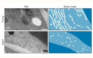 Nature Cell Biology科學(xué)家發(fā)現(xiàn)一種新的細(xì)胞過(guò)程