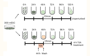 瞬時(shí)性HDAC抑制誘導(dǎo)基因表達(dá)與三維基因組折疊的細(xì)胞記憶新機(jī)制