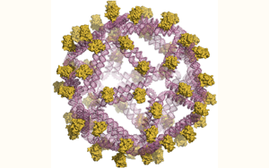 DNA折疊疫苗項(xiàng)目：以抗原為核心的生發(fā)中心