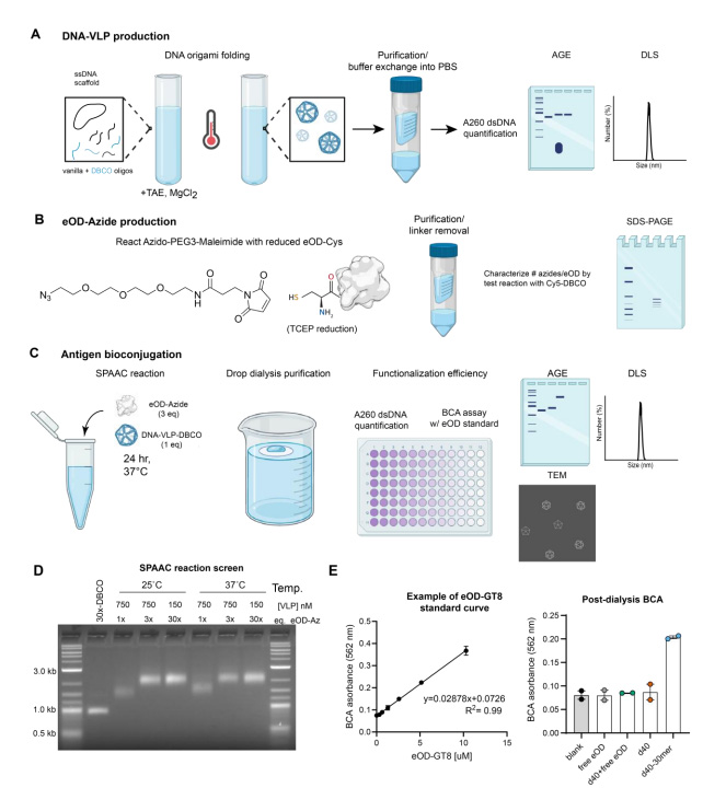 DNA病毒樣顆粒-eOD偶聯(lián)方法的合成流程與驗(yàn)證 DNA病毒樣顆粒-eOD偶聯(lián)方法的合成流程與驗(yàn)證