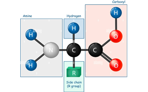 小氨基酸，大作為：貫穿生物制藥全周期