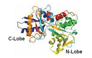 牛轉(zhuǎn)鐵蛋白 - 科研與生產(chǎn)的核心營(yíng)養(yǎng)原料