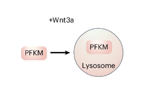 Nature Metabolism：肌肉干細(xì)胞如何“切換開關(guān)”來重建受損肌肉