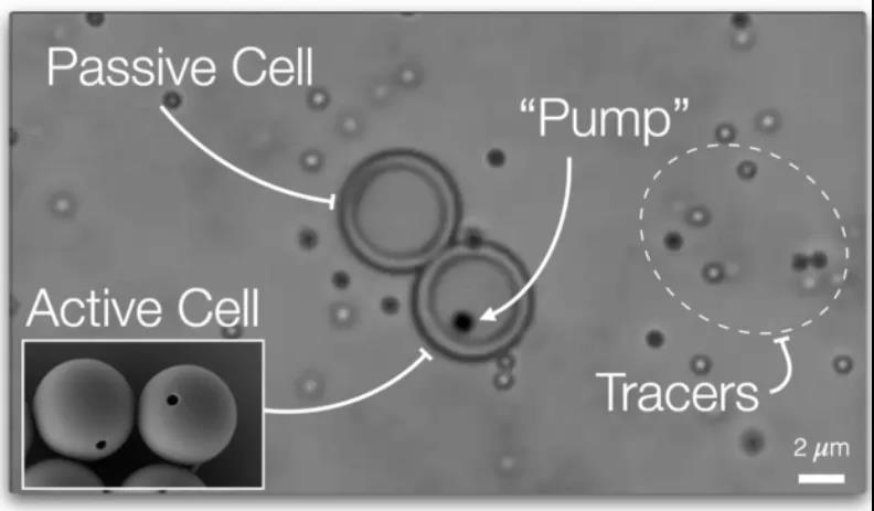 Nature重磅：離人造生命又近一步？具有主動(dòng)運(yùn)輸能力的“人造細(xì)胞”問世！