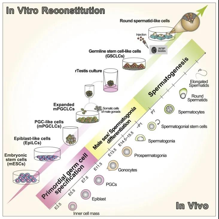 Cell子刊：再創(chuàng)生命奇跡！科學(xué)家利用多能干細(xì)胞成功培育人造精子，可生育健康后代