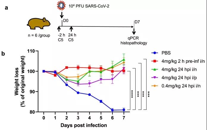 羊駝拯救世界？科學家發(fā)現(xiàn)，理想的COVID-19疫苗可能來自這一“神獸”