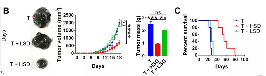 鹽要漲價了！Science子刊揭示：高鹽飲食或可誘導有效的腫瘤免疫！