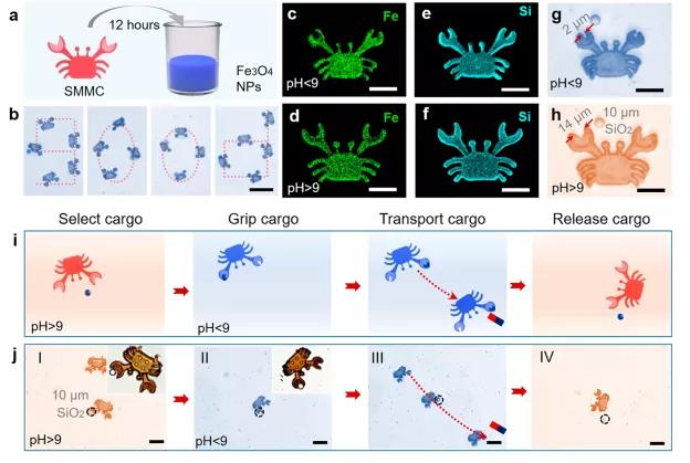 科幻！ACS NANO:納米機(jī)器人用于腫瘤細(xì)胞局部治療