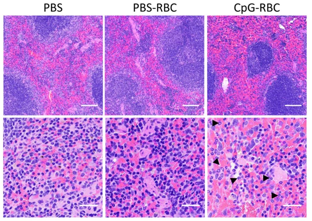 顛覆認(rèn)知！Science子刊揭示紅細(xì)胞“新身份”：不僅是氧氣“搬運(yùn)工”，還是人體免疫“哨兵”