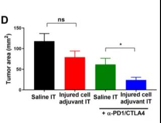 Science子刊：為免疫系統(tǒng)提供“叫醒服務”或可有效清除體內(nèi)腫瘤！