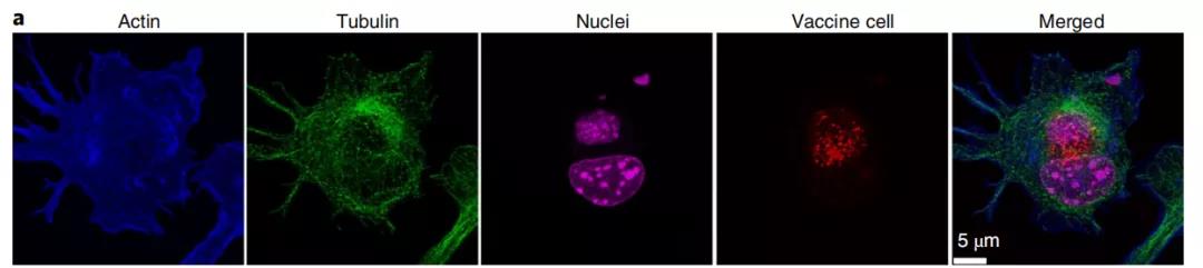 癌癥疫苗重大進展！ 《nature》子刊：科學家發(fā)明通過腫瘤細胞的低溫硅化來制造癌癥疫苗的技術(shù)