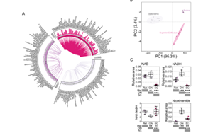 不只是護膚界“當紅炸子雞”！新研究揭示：煙酰胺還可調節(jié)視網(wǎng)膜功能，有效改善青光眼
