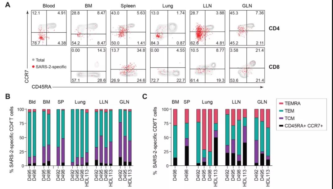 《Science》子刊：發(fā)現(xiàn)新冠感染具有長(zhǎng)期免疫記憶，疫苗效果或可再?gòu)?qiáng)化！