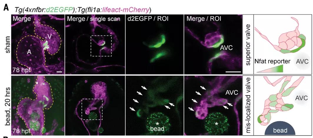 心臟發(fā)育機(jī)制的大發(fā)現(xiàn)！Science：機(jī)械應(yīng)力對(duì)心臟瓣膜形成過(guò)程的調(diào)控機(jī)制