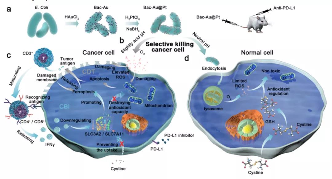 細(xì)菌也成帶路黨！ACS NANO: 多功能菌基納米酶實(shí)現(xiàn)腫瘤治療打擊