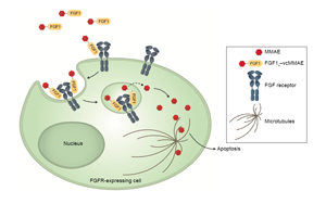 Cell子刊：糖尿病治療新突破！科學家發(fā)現(xiàn)了獨立于胰島素之外的新降糖途徑