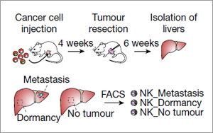 癌癥治療新發(fā)現(xiàn)！Nature 揭秘腫瘤細(xì)胞“休眠”機(jī)制，有效預(yù)防轉(zhuǎn)移癌