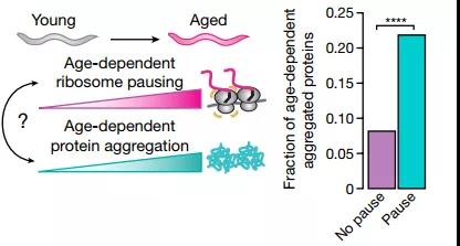 核糖體停頓+蛋白質(zhì)失衡，時(shí)間這把“殺豬刀”！