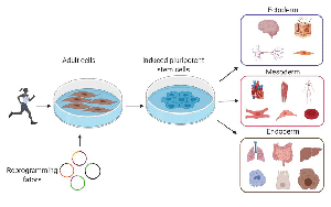 基于DNBelab C4和DNBSEQ測(cè)序技術(shù)，中科院、華大研究院等在單細(xì)胞領(lǐng)域重大突破在Nature發(fā)表