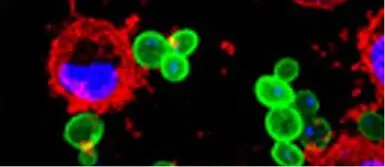 化學發(fā)光產(chǎn)品大起底