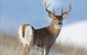 Nature：被忽視的野生動物傳播，助力新冠病毒“失控”突變