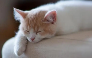 發(fā)燒后沒(méi)胃口？Nature揭示背后機(jī)制