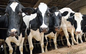 牛奶喝多易致癌！男性前列腺癌風(fēng)險(xiǎn)增加27%，女性乳腺癌風(fēng)險(xiǎn)增加17%